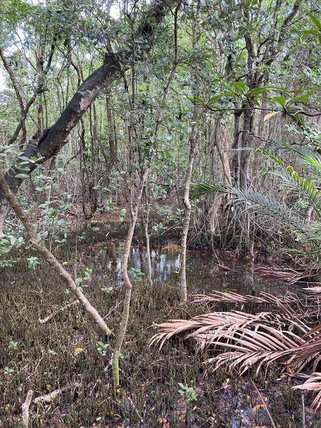 Tayland 'daki Mangrove Ormanı.