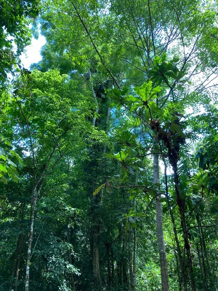 Gyönyörű Egzotikus Trópusi Esőerdő Dzsungel Thaiföldön — Stock Fotó