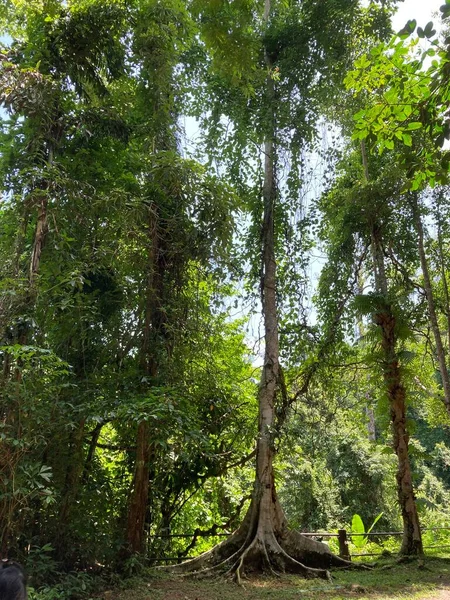 Tayland 'da güzel, egzotik, tropikal yağmur ormanları.