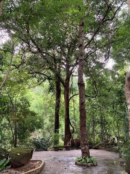 Tayland 'da güzel, egzotik, tropikal yağmur ormanları.