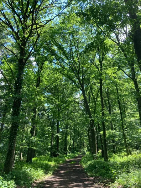 Yazın Almanya 'da büyük ağaçlar ve yeşil yapraklarla çekilmiş güzel bir orman fotoğrafı..
