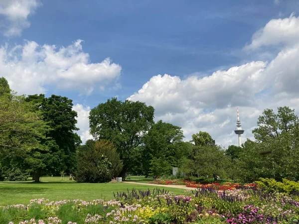 Bunte Blumen Mannheimer Luisenpark — Stockfoto