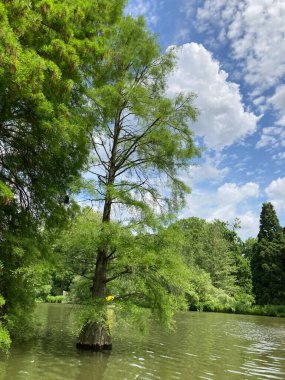Mannheim 'daki Alman parkında yaşlı ağaçlarla dolu güzel bir göl..