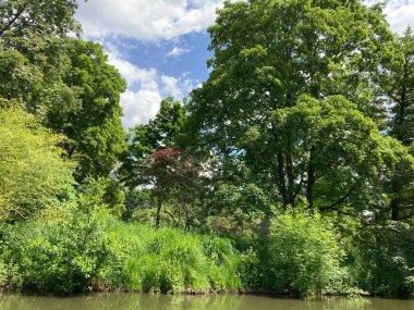 Mannheim 'daki Alman parkında yaşlı ağaçlarla dolu güzel bir göl..