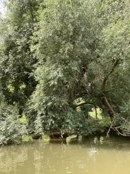 Mannheim Daki Alman Parkında Yaşlı Ağaçlarla Dolu Güzel Bir Göl — Stok fotoğraf