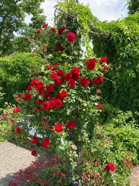 Mannheim Daki Alman Luisen Park Inda Renkli Çiçekler — Stok fotoğraf