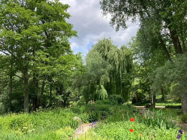 Yazın Alman ormanlarında çekilmiş doğal ormanlar..