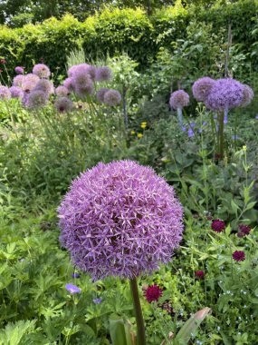Mannheim 'daki Alman Luisen Park' ında renkli çiçekler..