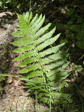 Duvar kağıdı kullanımı için doğal arkaplan resmi.