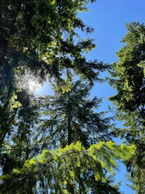 Yazın mavi gökyüzü ile Alman Ormanı.