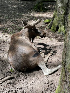 Ormandaki Alman parkında dev Moos..