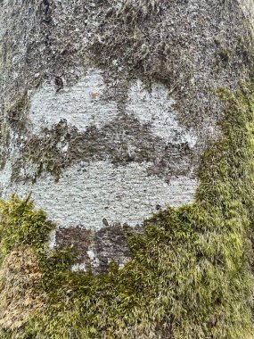 Duvar kağıdı kullanımı için doğal, organik arkaplan resmi.