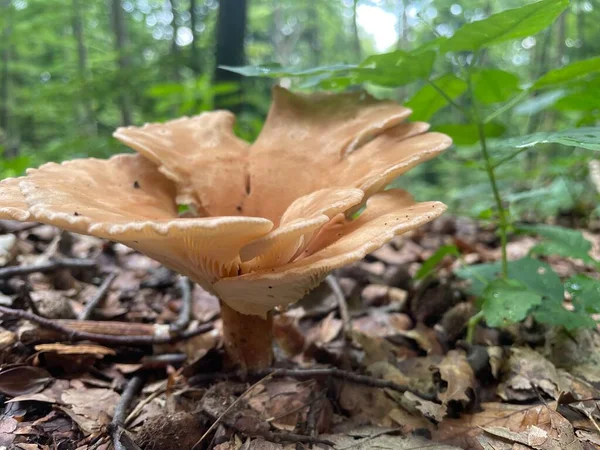 Hermoso Hongo Bosque Alemania — Foto de Stock