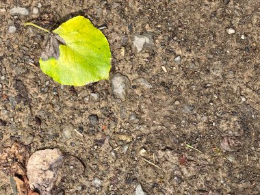 Duvar kağıdı kullanımı için organik, doğal arkaplan resmi.