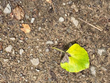 Duvar kağıdı kullanımı için organik, doğal arkaplan resmi.