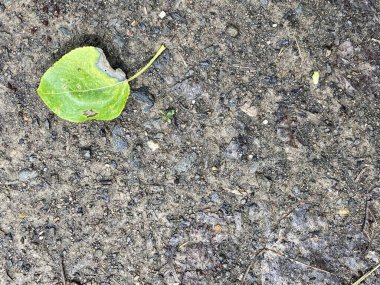 Duvar kağıdı kullanımı için organik, doğal arkaplan resmi.