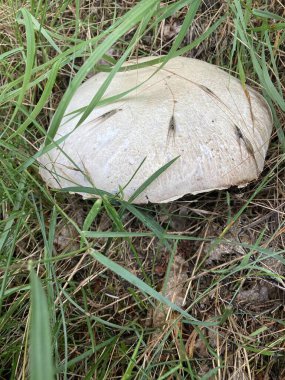 Alman ormanında güzel bir mantar.