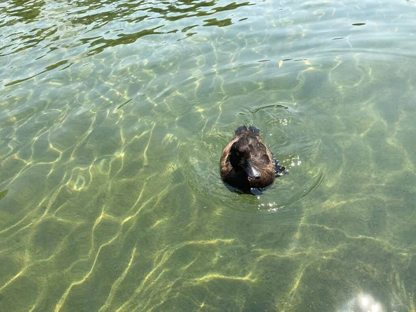 Duck Closeup Picture Crystal Clear Water Europapark Rust Germany — Foto de Stock