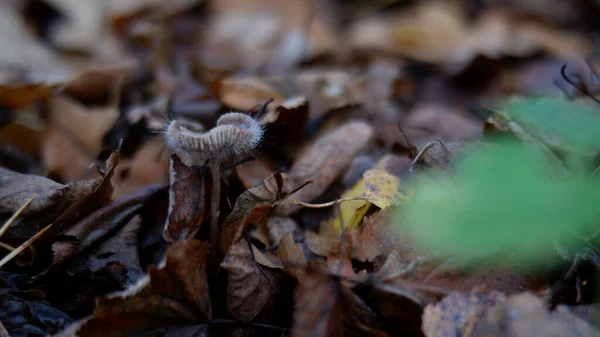 Mushroom Foliage Dew Autumn — Stock Photo, Image