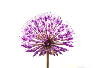 Yazın açan mor sarımsak çiçeği