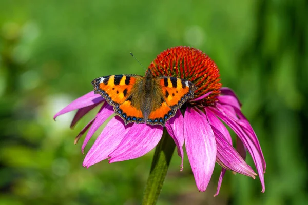 Değişik kelebekler yazın renkli bir çiçeğe kondu.