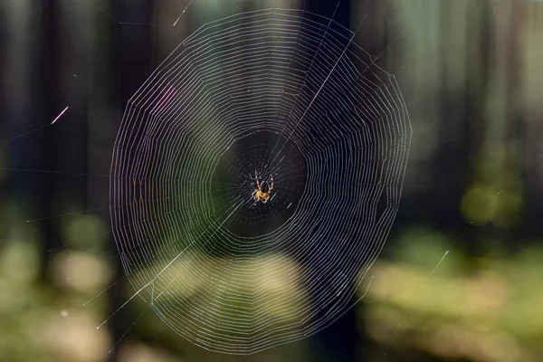 Ağaçların arasındaki ormanda örümcek ağı ve ortada da bulanık bir arka plan.