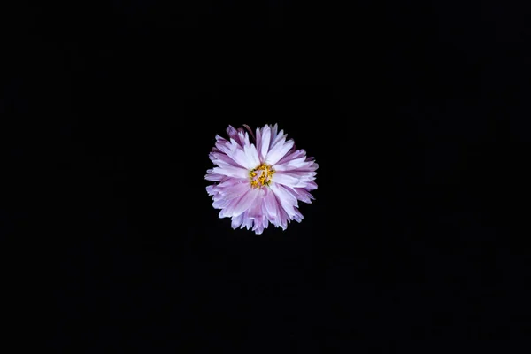 Purpurowy Kwiat Izolowany Czarnym Tle — Zdjęcie stockowe
