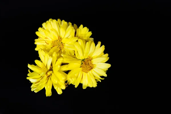 Sárga Virágok Közelkép Egy Fekete Háttér — Stock Fotó