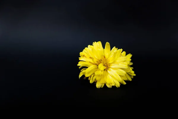Sárga Virágok Közelsége Fekete Háttér — Stock Fotó