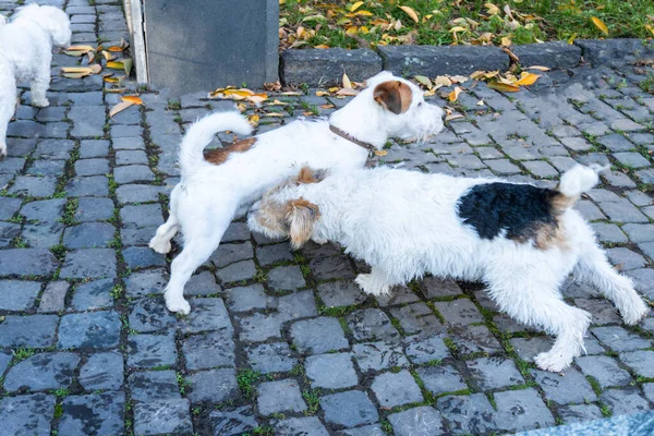 Собаки Приветствуют Друг Друга Две Собаки Нюхают Друг Друга — стоковое фото