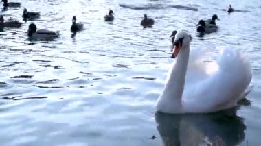 Ördekler, sudaki kuğular. Video