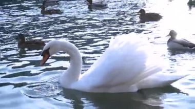 Çerçevedeki bir adamın eli bir kuğuya ekmek atar. Kuğu ekmek yer. Vahşi ördekler ve kuğular nehirde yüzer..