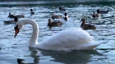 Nehrin koyu mavi sularında ördeklerle yüzen dilsiz kuğu. Video