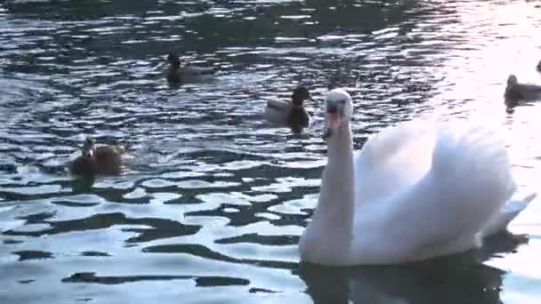 Zwaan Wazig Een Wasachtergrond Eenden Achtergrond Focus Drijven Rivier — Stockvideo