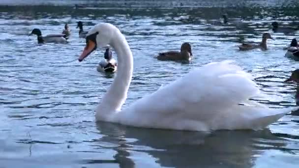 Cisne Mudo Patos Fondo Cisne Come Del Río — Vídeos de Stock