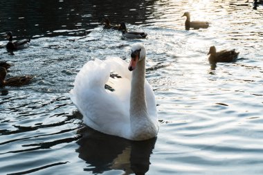 Gölün ortasında yüzen güzel beyaz kuğu. Koyu renk