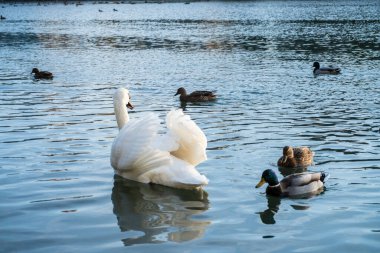 Güzel beyaz kuğu nehirde yüzer ve ördeklere bakar..