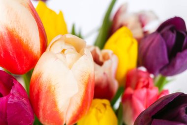 Bulanık arka planda yeşil yapraklı büyük lale tomurcuklarının makro fotoğrafçılığı, üst görünüm, laleler arka plan, seçici odak