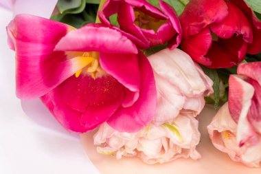 Beyaz bulanık bir zemin üzerinde büyük lale tomurcukları fotografı, laleler arka plan, seçici odak. Kartpostallar, tatillerle ilgili makaleler, düğün davetiyeleri. yakın plan. 