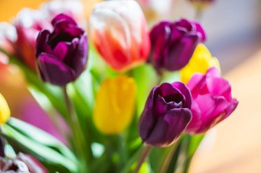 Renkli lalelerden oluşan buket yakın plan, seçici odaklanma. Bulanık arka planda yeşil yapraklı taze doğal çiçekler. Kartpostallar için kullanılabilir, tebrikler.. 