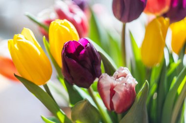 Beyaz arka planda renkli parlak lalelerden oluşan taze bir buket. Seçici odaklanma. Kartpostallar için uygun, tatiller hakkında makaleler