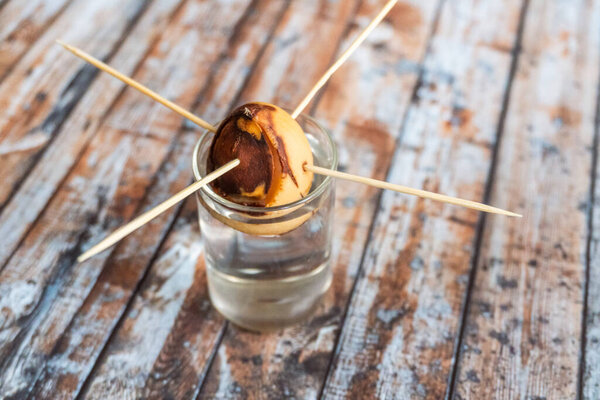 Avocado in a glass of water. Wooden sticks are stuck into the bone. Germinate avocado seed.The process of growing avocados at home, selective focus
