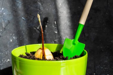 Avokado kabında Green Garden küreği. Bahçe aletleri. Kırsal tarzda. Evde bahçe işleri.