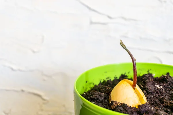 Sprouted avocado seed. Regrowing/growing avocado plant at home from seed. The concept of growing indoor plants. Environmentally friendly home. Copy space.