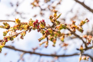 Mavi gökyüzü arka planında çiçek açan ağaç dalı. Bahar ağacı çiçekleri kapanıyor. Bahar çiçekleri, çiçekler, ağaç dalında beyaz çiçekler. Kopyalama alanı olan Bokeh soyut arkaplanı