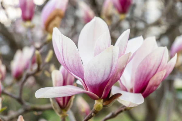 Kwiaty Magnolii Magnolia Kwiaty Tło Zbliżenie Delikatny Kwiat Kwiatowe Tło — Zdjęcie stockowe