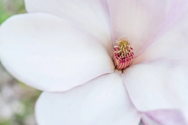 Blooming magnolia. Joyful blue and pink spring background with a flowering magnolia tree. Natural background concept. Pink magnolia branch. Magnolia flowers background close up.