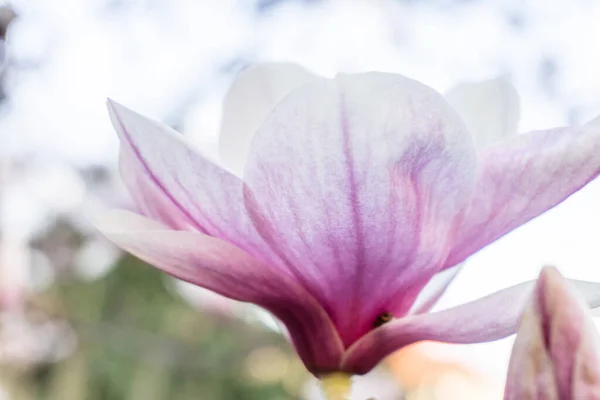 Magnolia flowers. Magnolia flowers background close up. Tender bloom. Floral backdrop. Botanical garden concept. Aroma and fragrance. Spring season. Botany and gardening. Branch of magnolia.