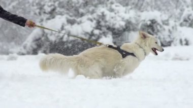 Onun sahibi ile çalışan köpek