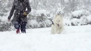 Onun sahibi ile çalışan köpek